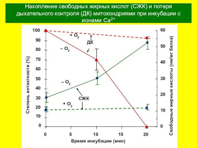 Накопление свободных жирных кислот (СЖК) и потеря дыхательного контроля (ДК) митохондриями при инкубации с ионами Ca2+