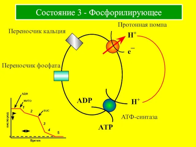 Состояние 3 - Фосфорилирующее Протонная помпа Переносчик кальция Переносчик фосфата АТФ-синтаза