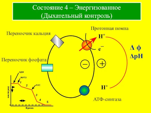 Состояние 4 – Энергизованное (Дыхательный контроль) Протонная помпа Переносчик кальция Переносчик фосфата АТФ-синтаза