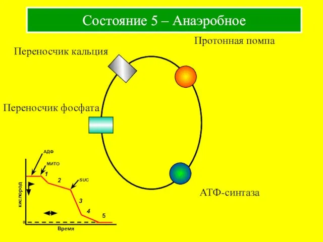 Состояние 5 – Анаэробное Протонная помпа Переносчик кальция Переносчик фосфата АТФ-синтаза