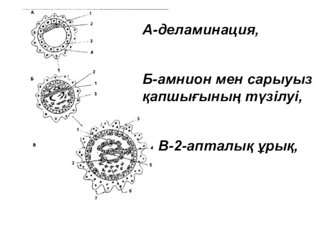 А-деламинация, Б-амнион мен сарыуыз қапшығының түзілуі, В-2-апталық ұрық,