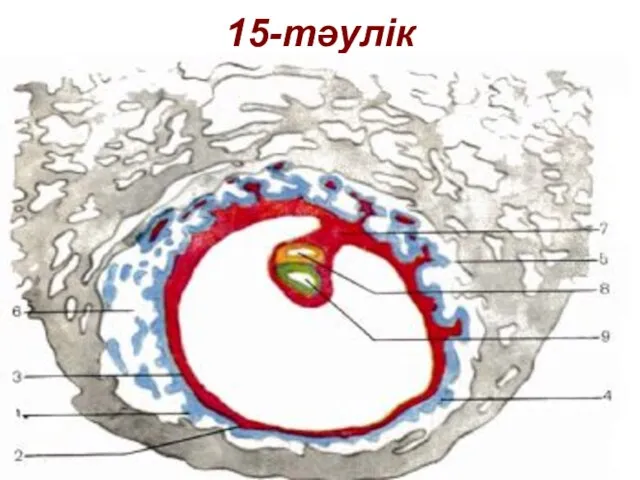 15-тәулік