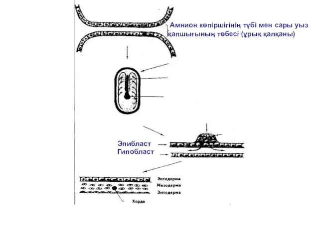 Амнион көпіршігінің түбі мен сары уыз қапшығының төбесі (ұрық қалқаны) Эпибласт Гипобласт