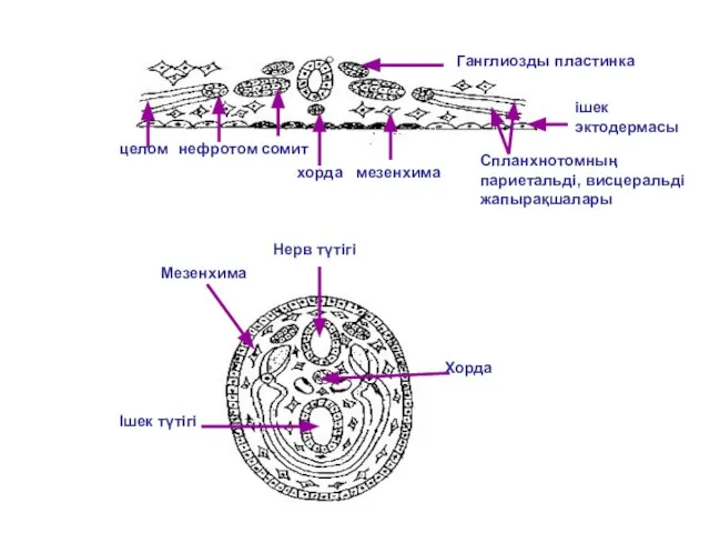 Ганглиозды пластинка целом нефротом сомит хорда мезенхима Спланхнотомның париетальді, висцеральді жапырақшалары