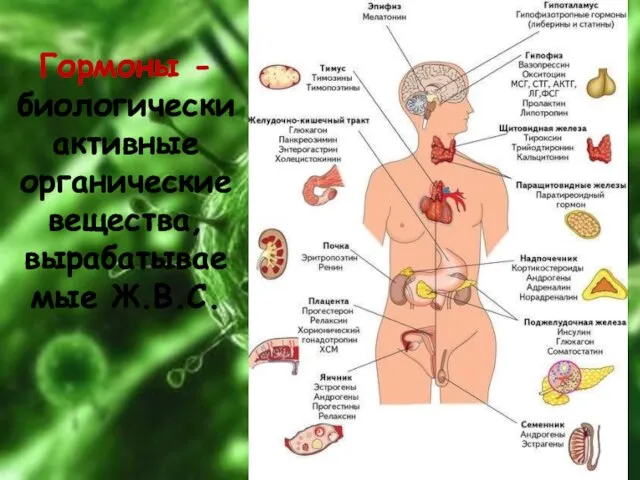 Гормоны - биологически активные органические вещества, вырабатываемые Ж.В.С.