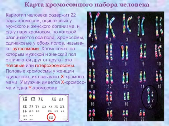 Карта хромосомного набора человека Кариотип человека содержит 22 пары хромосом, одинаковых