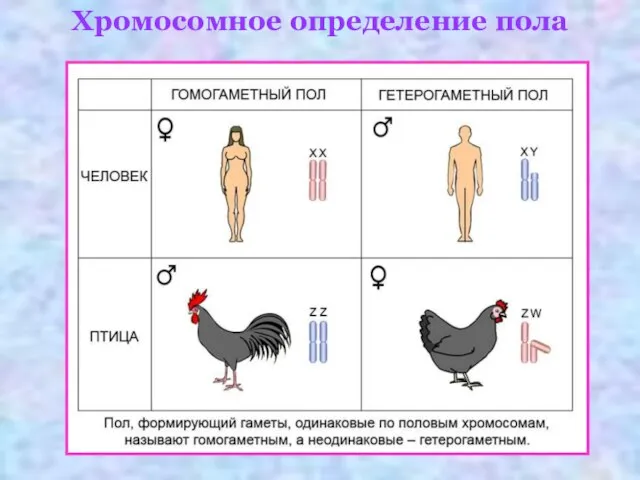 Хромосомное определение пола