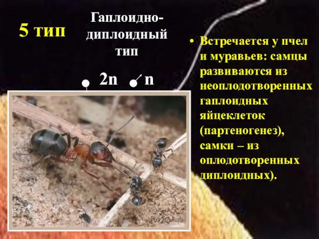 5 тип Встречается у пчел и муравьев: самцы развиваются из неоплодотворенных