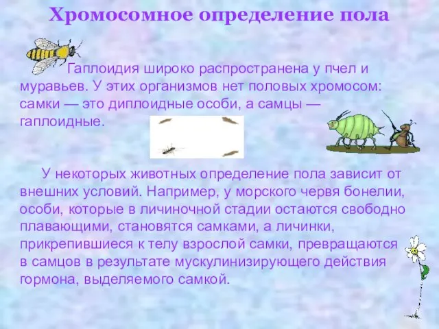 Хромосомное определение пола Гаплоидия широко распространена у пчел и муравьев. У