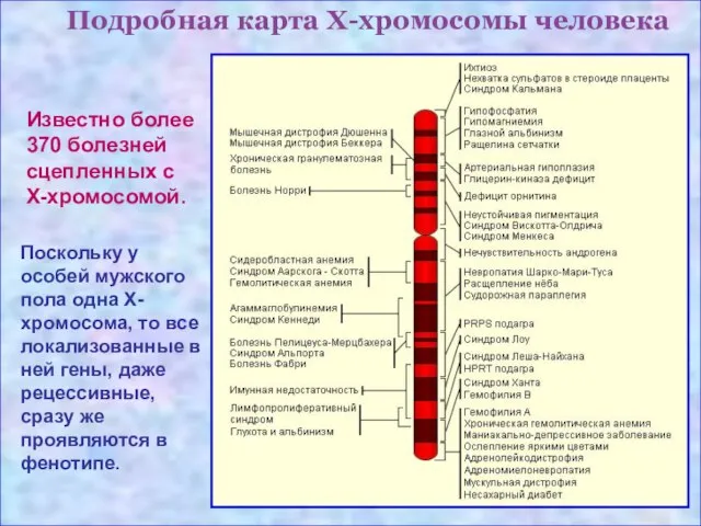 Подробная карта Х-хромосомы человека Известно более 370 болезней сцепленных с Х-хромосомой.