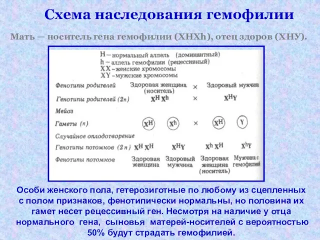 Схема наследования гемофилии Мать — носитель гена гемофилии (XHXh), отец здоров