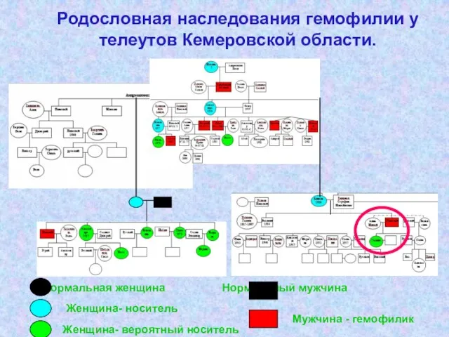 Родословная наследования гемофилии у телеутов Кемеровской области. Нормальная женщина Нормальный мужчина