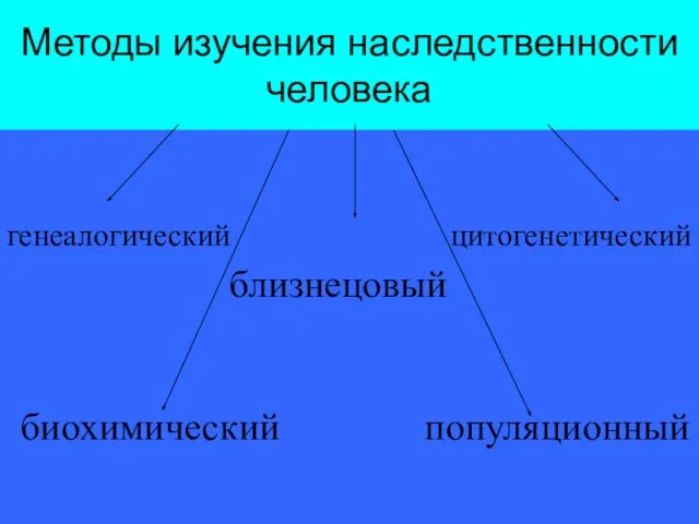 Методы изучения наследственности человека генеалогический близнецовый цитогенетический биохимический популяционный