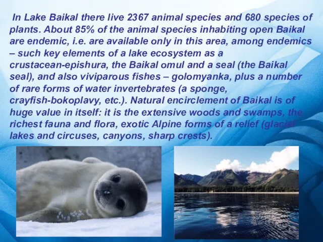 In Lake Baikal there live 2367 animal species and 680 species