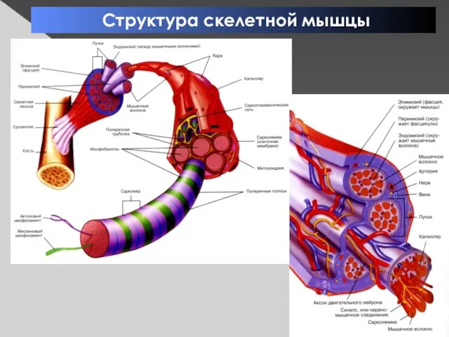 Структура скелетной мышцы