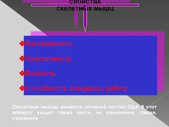 СВОЙСТВА СКЕЛЕТНЫХ МЫШЦ Растяжимость Эластичность Вязкость Способность совершать работу Скелетные мышцы