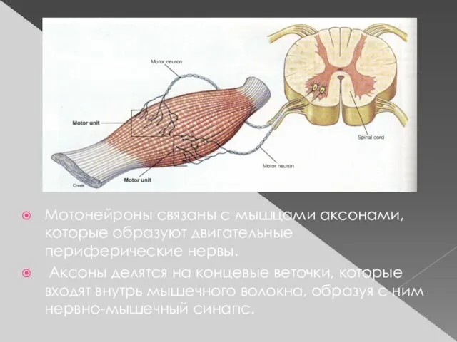 Мотонейроны связаны с мышцами аксонами, которые образуют двигательные периферические нервы. Аксоны