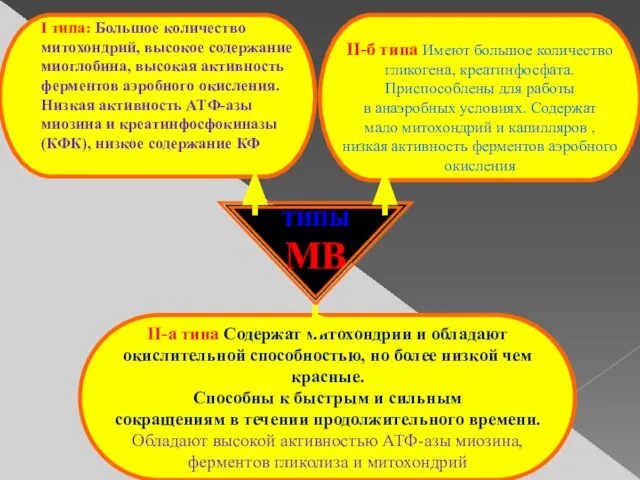 ТИПЫ МВ II-б типа Имеют большое количество гликогена, креатинфосфата. Приспособлены для