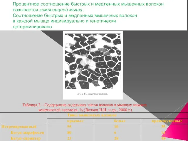 Процентное соотношение быстрых и медленных мышечных волокон называется композицией мышц. Соотношение