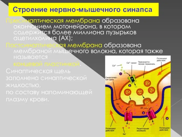 Пресинаптическая мембрана образована окончанием мотонейрона, в котором содержится более миллиона пузырьков