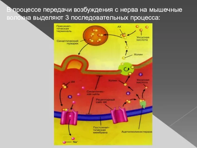 В процессе передачи возбуждения с нерва на мышечные волокна выделяют 3 последовательных процесса: