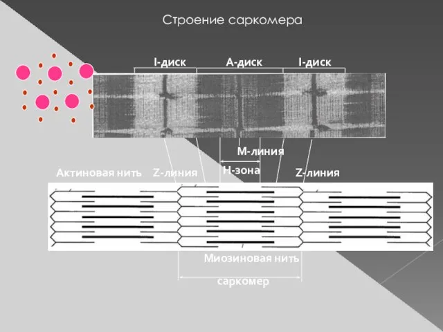 Строение саркомера