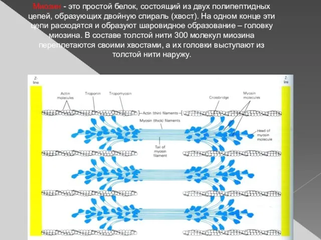 Миозин - это простой белок, состоящий из двух полипептидных цепей, образующих