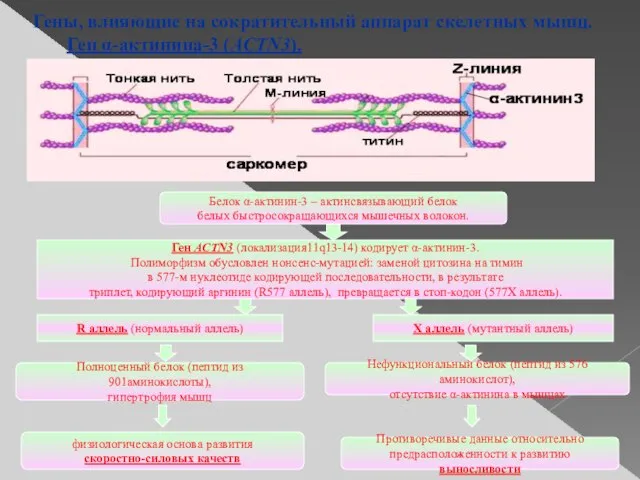 Гены, влияющие на сократительный аппарат скелетных мышц. Ген α-актинина-3 (АСTN3). Ген