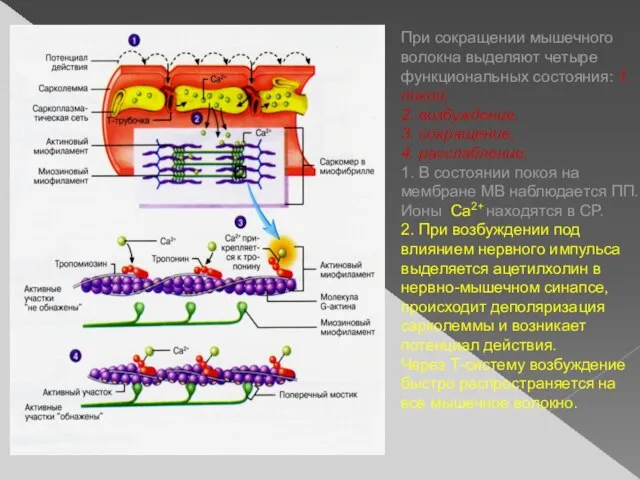 При сокращении мышечного волокна выделяют четыре функциональных состояния: 1. покой, 2.