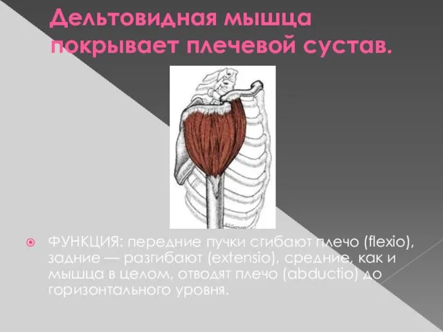 Дельтовидная мышца покрывает плечевой сустав. ФУНКЦИЯ: передние пучки сгибают плечо (flexio),