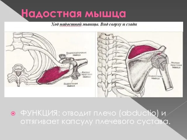 Надостная мышца ФУНКЦИЯ: отводит плечо (abductio) и оттягивает капсулу плечевого сустава.