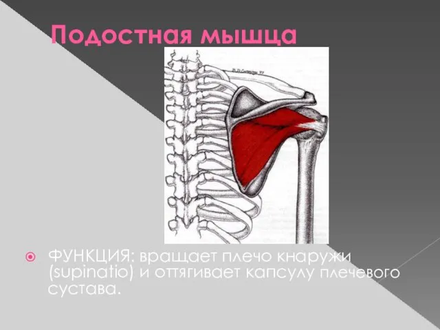 Подостная мышца ФУНКЦИЯ: вращает плечо кнаружи (supinatio) и оттягивает капсулу плечевого сустава.