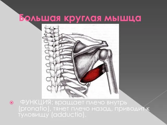 Большая круглая мышца ФУНКЦИЯ: вращает плечо внутрь (pronatio), тянет плечо назад, приводит к туловищу (adductio).