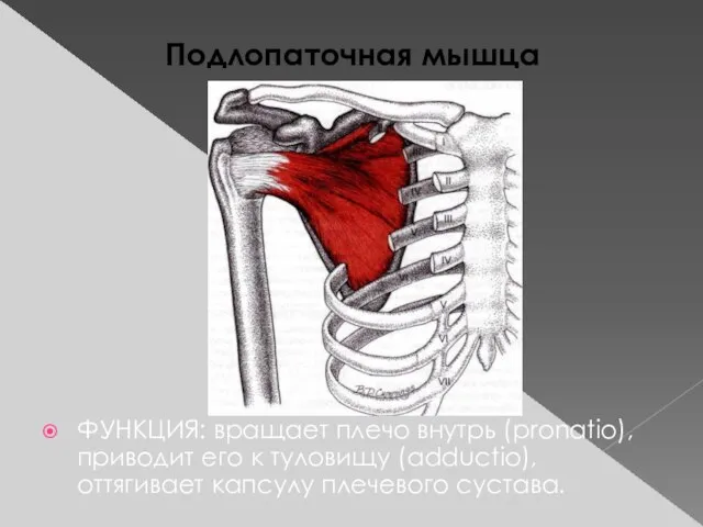 Подлопаточная мышца ФУНКЦИЯ: вращает плечо внутрь (pronatio), приводит его к туловищу (adductio), оттягивает капсулу плечевого сустава.