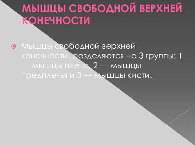 МЫШЦЫ СВОБОДНОЙ ВЕРХНЕЙ КОНЕЧНОСТИ Мышцы свободной верхней конечности, разделяются на 3