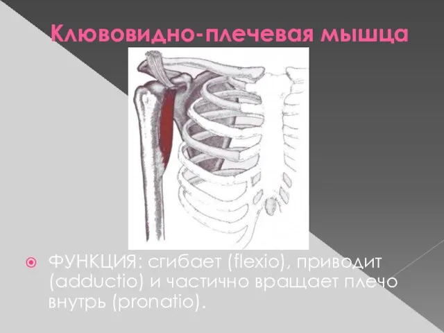 Клювовидно-плечевая мышца ФУНКЦИЯ: сгибает (flexio), приводит (adductio) и частично вращает плечо внутрь (pronatio).