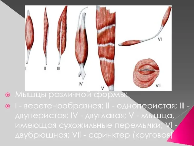 Мышцы различной формы: I - веретенообразная; II - одноперистая; III -