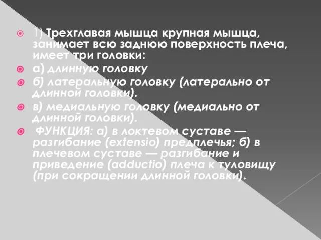 1) Трехглавая мышца крупная мышца, занимает всю заднюю поверхность плеча, имеет