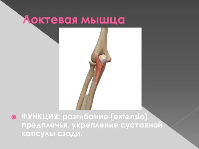 Локтевая мышца ФУНКЦИЯ: разгибание (extensio) предплечья, укрепление суставной капсулы сзади.