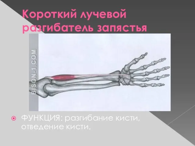 Короткий лучевой разгибатель запястья ФУНКЦИЯ: разгибание кисти, отведение кисти.