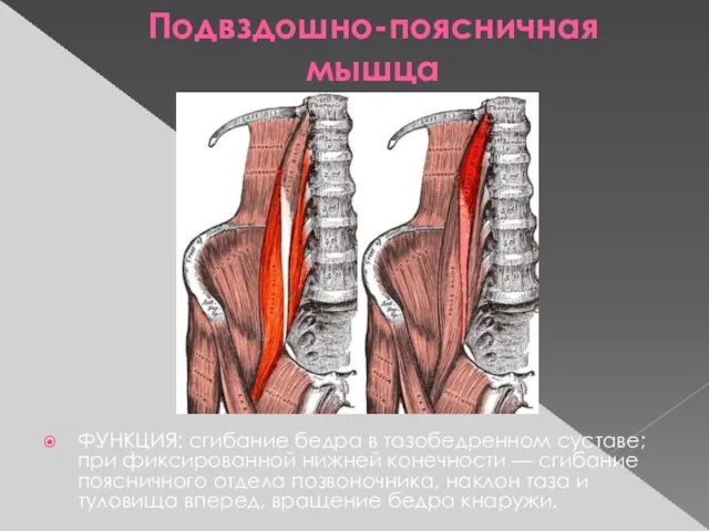 Подвздошно-поясничная мышца ФУНКЦИЯ: сгибание бедра в тазобедренном суставе; при фиксированной нижней