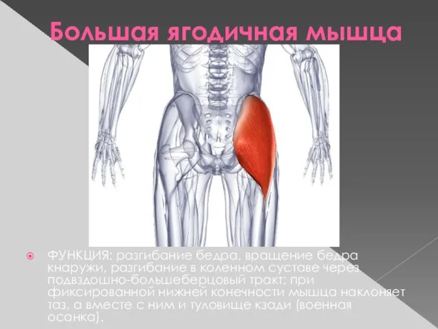 Большая ягодичная мышца ФУНКЦИЯ: разгибание бедра, вращение бедра кнаружи, разгибание в