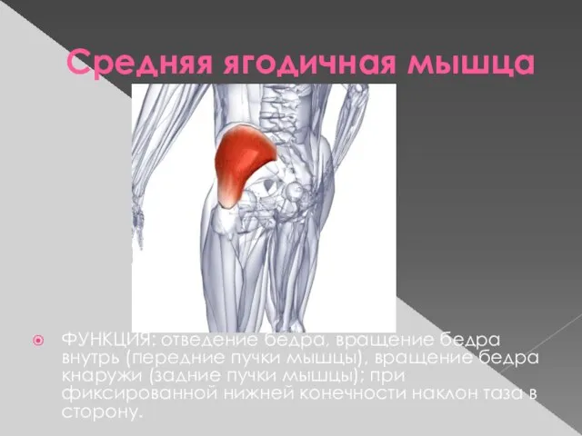 Средняя ягодичная мышца ФУНКЦИЯ: отведение бедра, вращение бедра внутрь (передние пучки