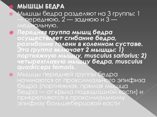 МЫШЦЫ БЕДРА Мышцы бедра разделяют на 3 группы: 1 — переднюю,