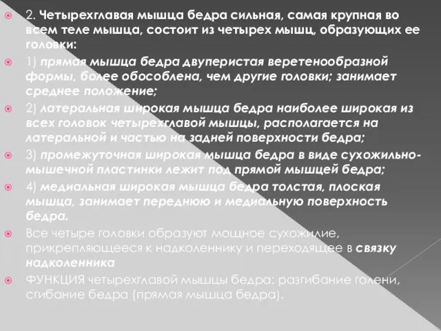 2. Четырехглавая мышца бедра сильная, самая крупная во всем теле мышца,