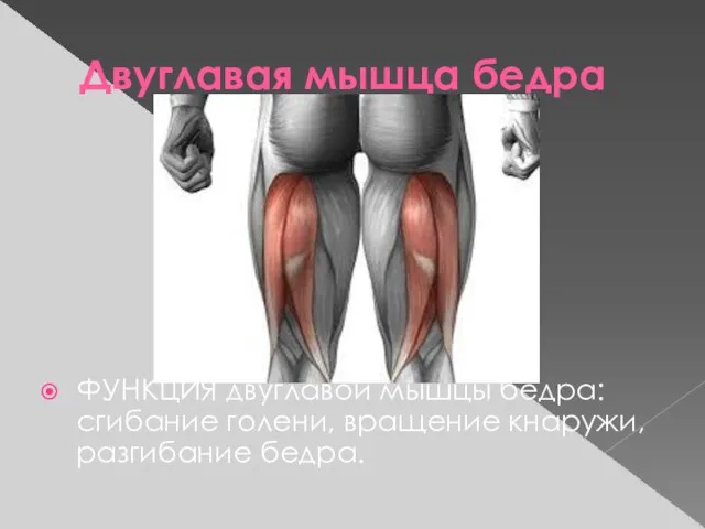 Двуглавая мышца бедра ФУНКЦИЯ двуглавой мышцы бедра: сгибание голени, вращение кнаружи, разгибание бедра.