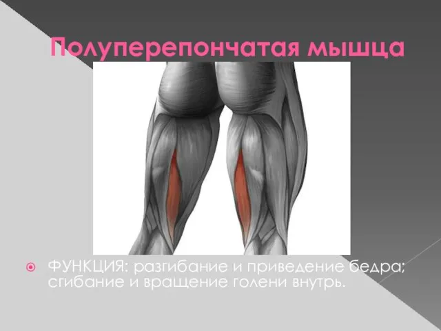 Полуперепончатая мышца ФУНКЦИЯ: разгибание и приведение бедра; сгибание и вращение голени внутрь.