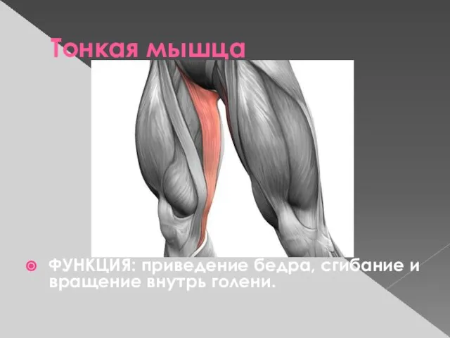 Тонкая мышца ФУНКЦИЯ: приведение бедра, сгибание и вращение внутрь голени.