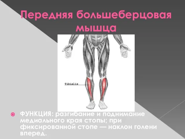 Передняя большеберцовая мышца ФУНКЦИЯ: разгибание и поднимание медиального края стопы; при