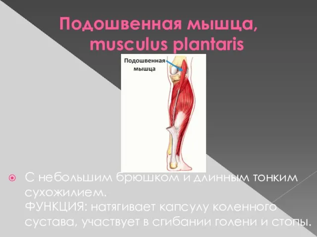 Подошвенная мышца, musculus plantaris С небольшим брюшком и длинным тонким сухожилием.